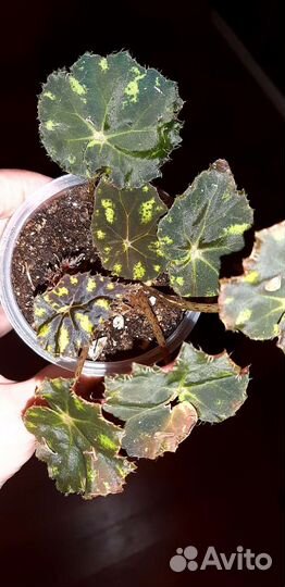 Бегонии тигровая, черная мамба