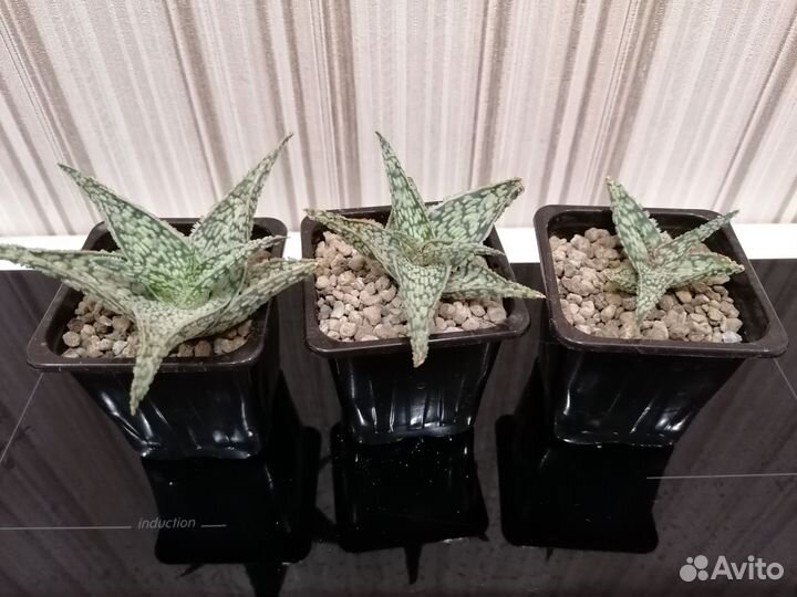 Алоэ коллекционные