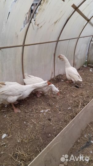 Семья гусей холмогоров обмен