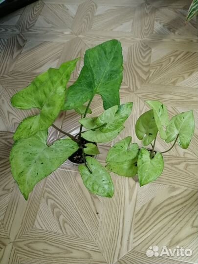 Сингониумы