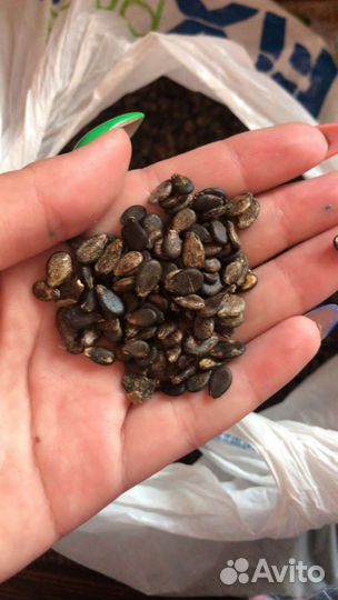 Семена арбуза