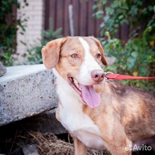 Собака (кобель) в добрые руки из тяжелых условий