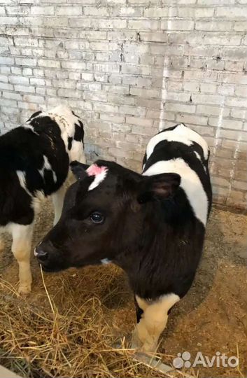 Бычки телята