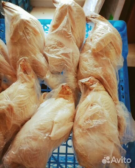 Техасец фараон (перепел)