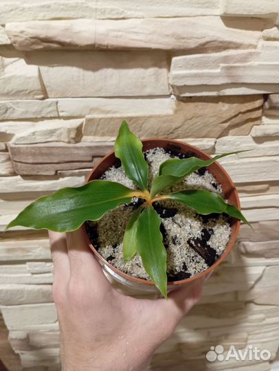 Хлорофитум Грин Оранж