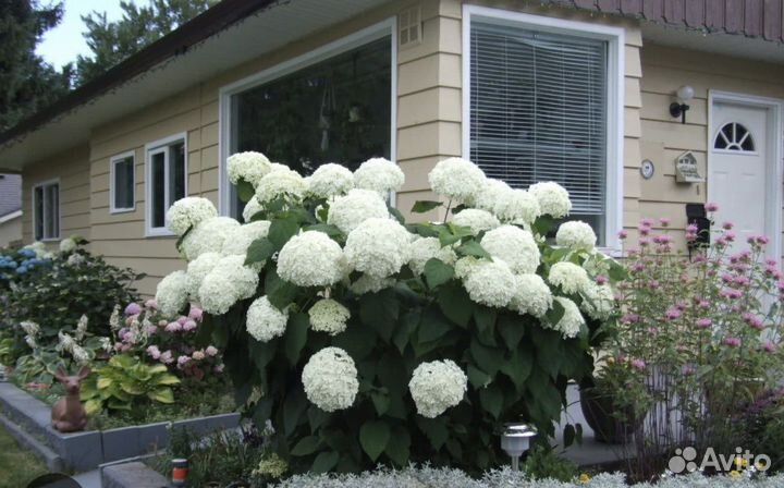Гортензия шип клауд