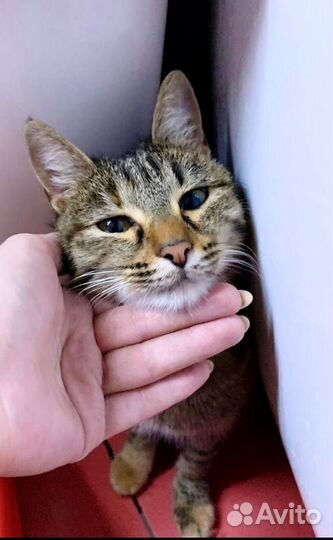 Европейская кошка