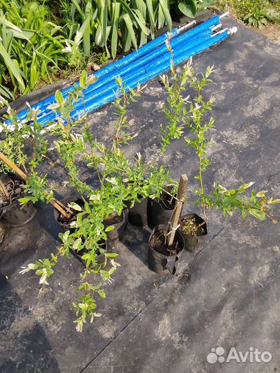 Ива хакуро нишики