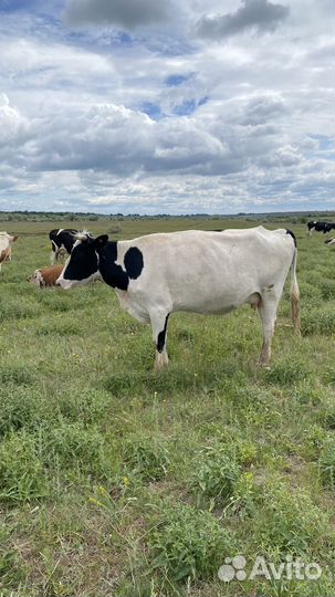 Коровы подсосные
