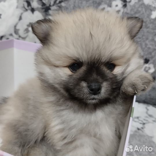 Щенки шпица