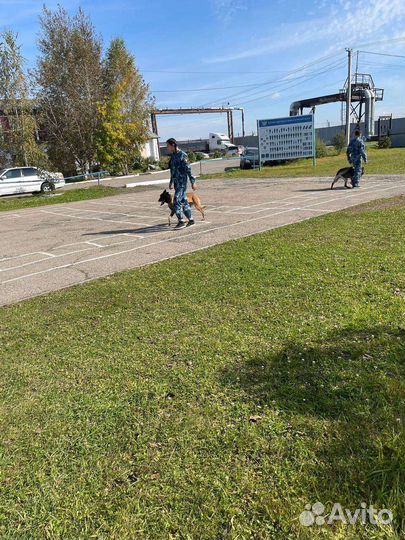 Кинолог