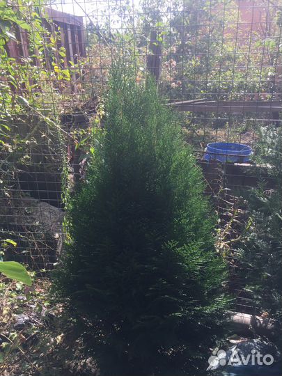 Туя смарагд саженцы