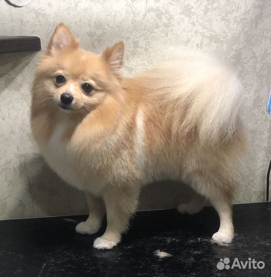 Стрижка собак, кошек.Груминг.Чистка Зубов