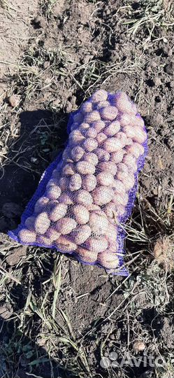 Картофель крупный и семенной Оптом и в Розницу