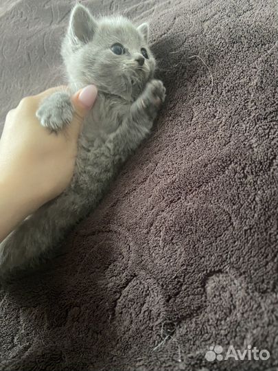 Котята бронь