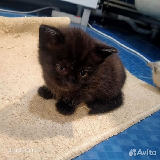 Котята в добрые руки бесплатно