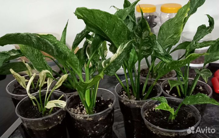 Статифиллум Домино