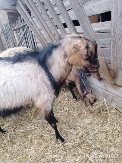 Козел ламанча