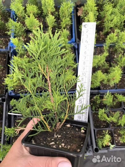 Саженцы туи Смарагд