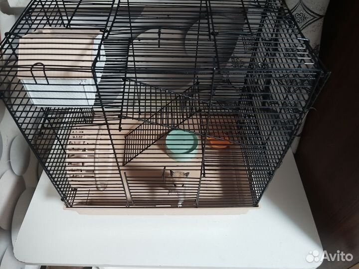 Сирийский хомяк мальчик