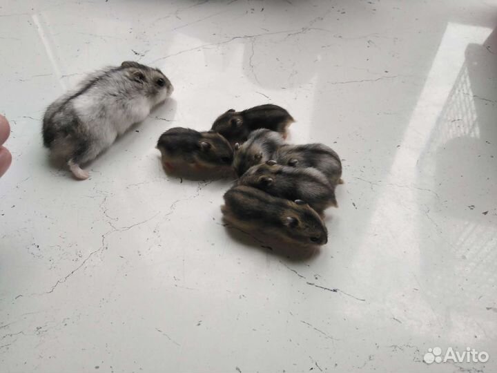 Джунгарские хомячки