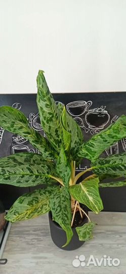 Аглаонемы lemon mint, kei laim, Фридман, Призрак