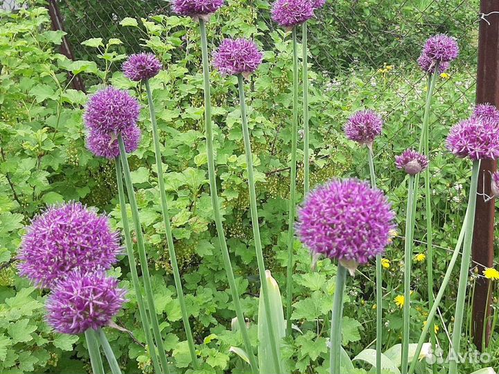 Рябчик императорский,лилейник, ирисы