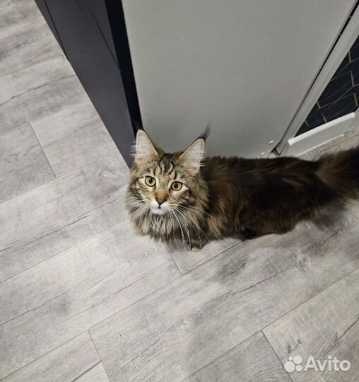 Мейн-кун вязка