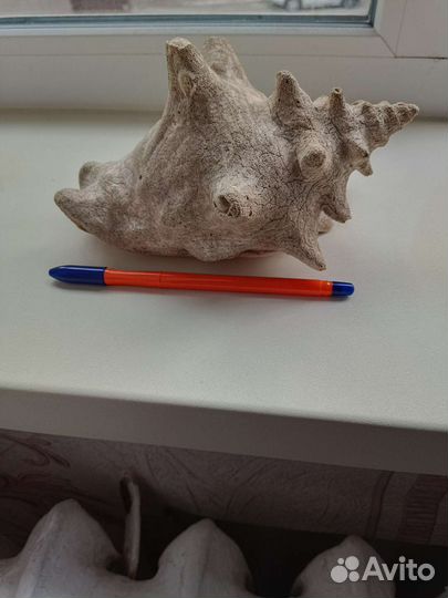 Морские ракушки раковины