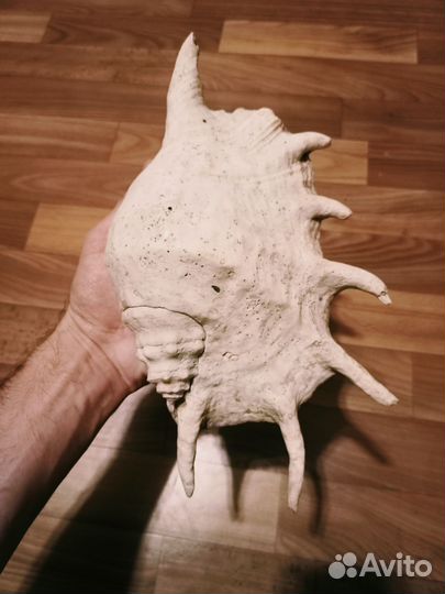 Крупная ракушка