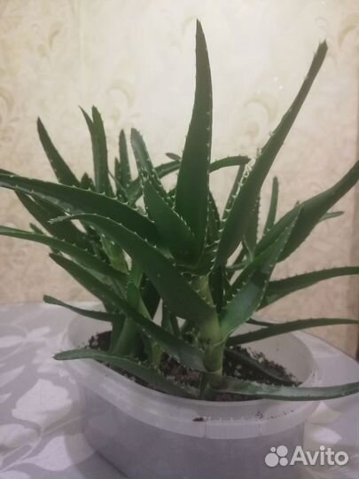 Алоэ лечебный