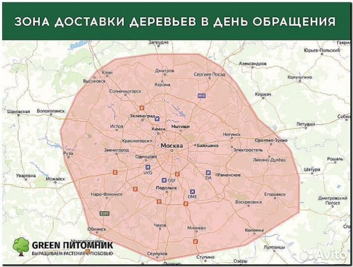 Туя Брабант 2 м