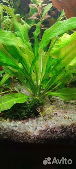 Эхинодорус амазонка, папоротник крыловидный
