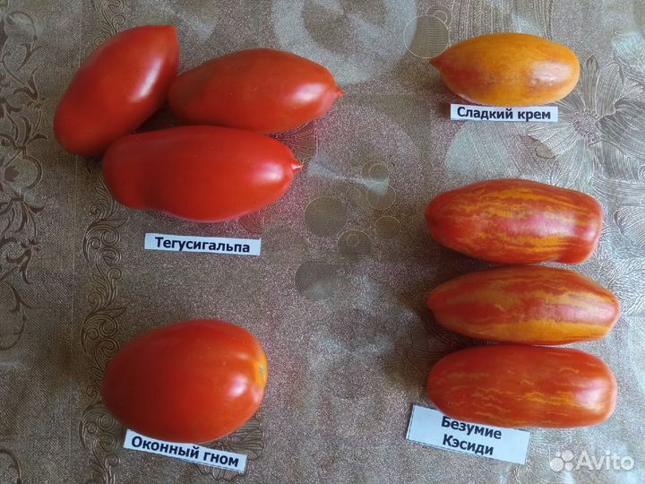 Семена редких коллекционных сортов томатов