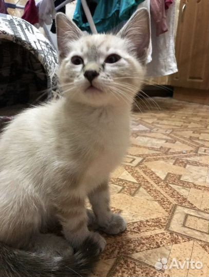 Кошка в добрые руки