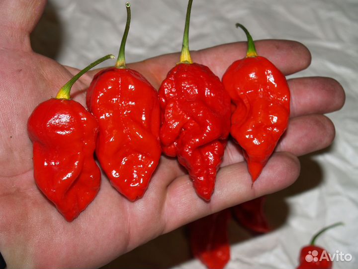 Эктремально острые перцы