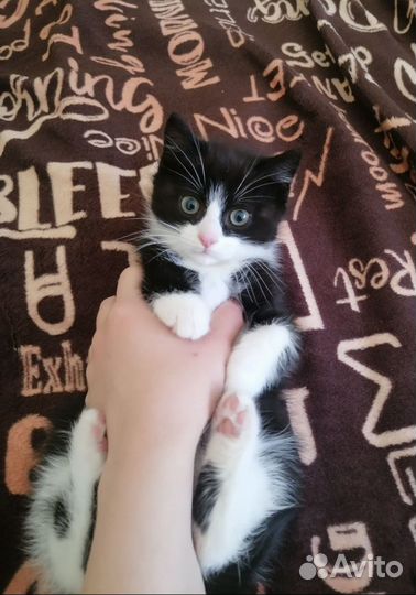 Котенок мальчик