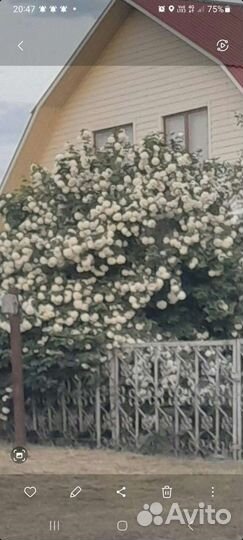 Роза плетистая