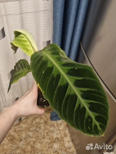 Калатея варшевича