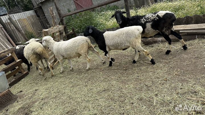 Бараны дорпер