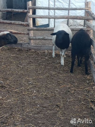 Ярки, бараны, баранчики