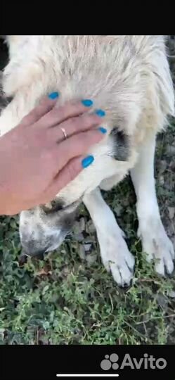 Собака девочка