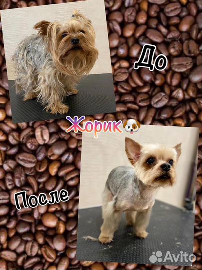 Стрижка собак