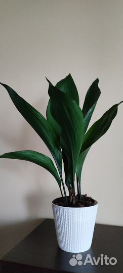 Аспидистра