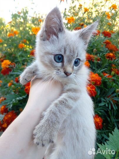 Котёнок в добрые руки, девочка