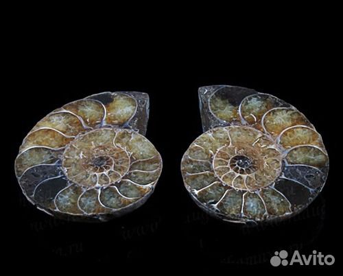 Аммониты - окаменелости и талисманы