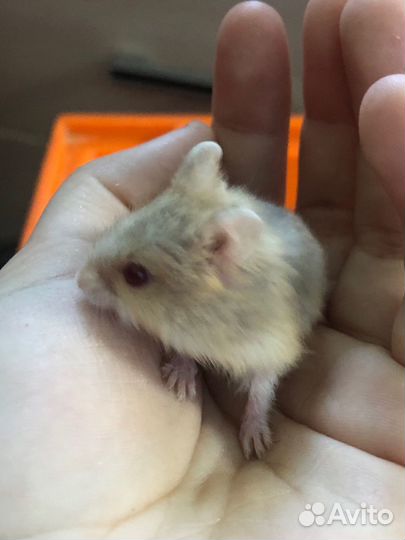 Джунгарские хомячки