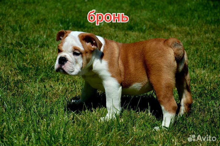 Английский бульдог