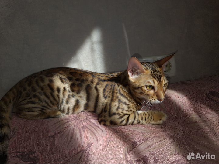 Вязка Бенгальский кот