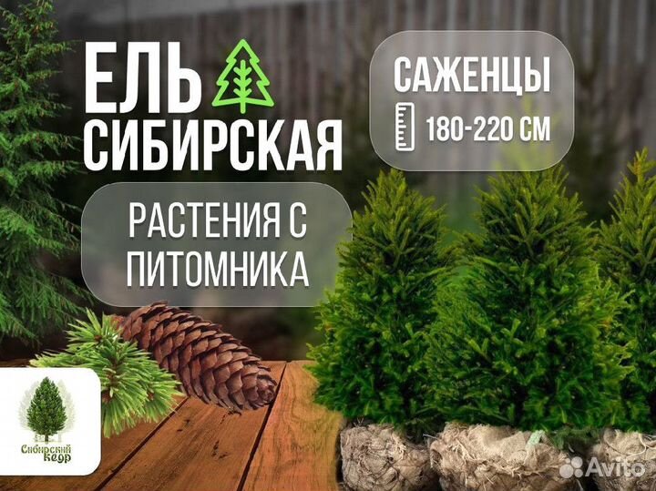 Саженцы ели от производителя экстра класс